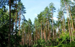 Высокие сосны