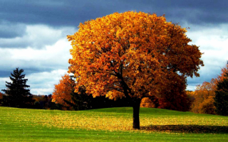 Осеннее дерево на поляне