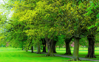 Деревья в весеннем парке