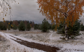 Зеленые елки и пожелтевшая береза