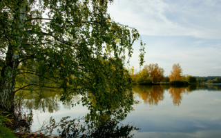 Береза у реки