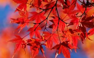 Ветка клена