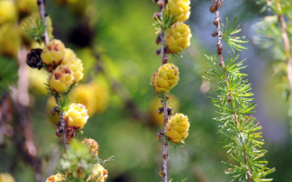 Шишки лиственницы