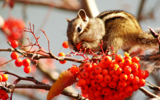 Ягода рябина
