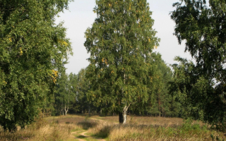 Березы летом