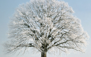 Зимнее дерево