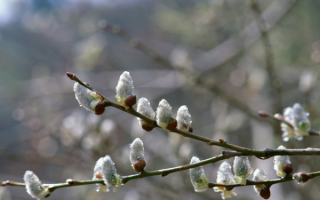 Ветка вербы