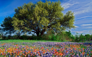 Дерево и цветы