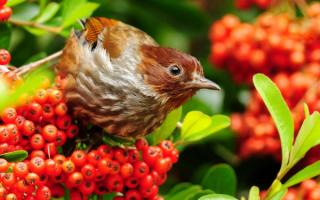 Гроздья рябины