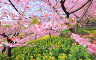 Вишня цветет