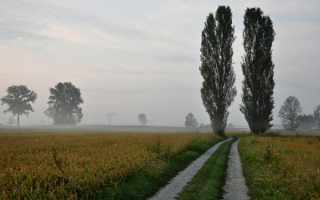 Два тополя у дороги