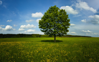 Дерево на поляне