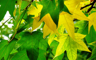 Кленовые листья