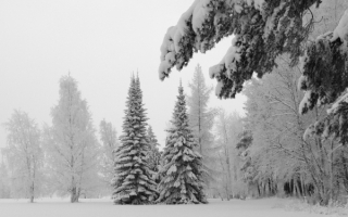 Деревья в снегу