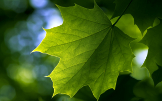 Кленовый лист