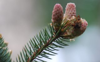 Елочные шишки