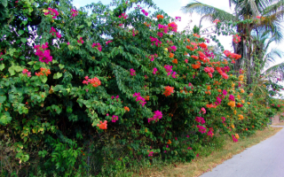 Бугенвиллия цветет