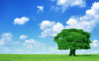 Дерево в поле