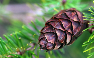 Кедровая шишка