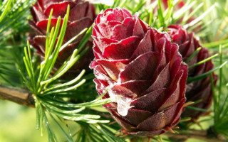 Шишки кедровые