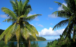 Кокосовые пальмы