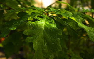 Листья дуба