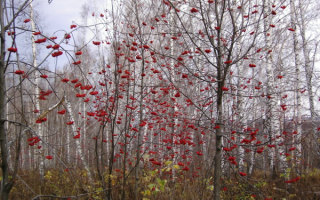 Рябина в лесу