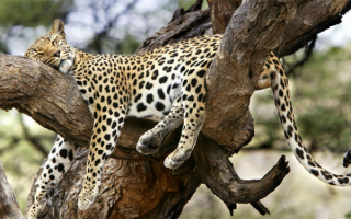 Любимое дерево леопарда