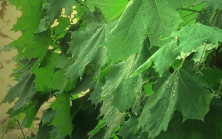 Зеленые листья