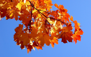 Осенняя ветка