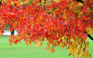 Осенние листья