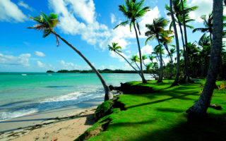 Пальмы на морском берегу