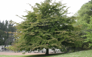 Железное дерево