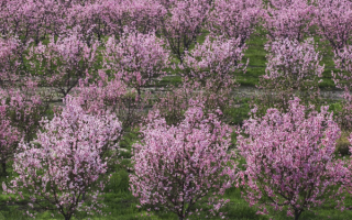 Вишневый сад