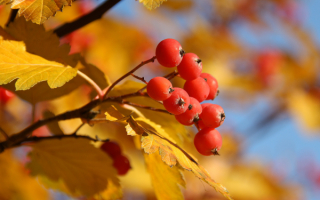 Осенняя рябина