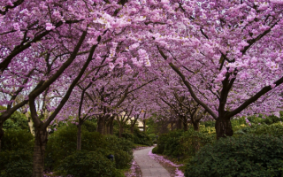 Сакура в парке