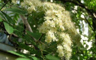 Цветы рябины