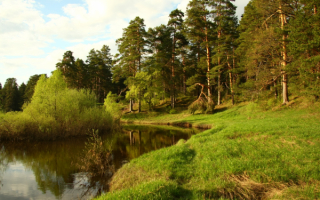 Сосны у речки