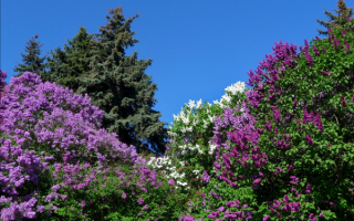 Живая изгородь из сирени