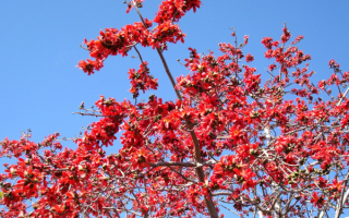 Хлопковое дерево