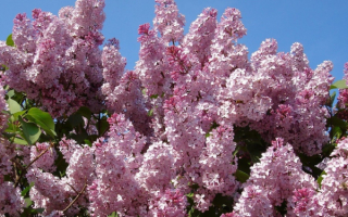 Сирень цветет