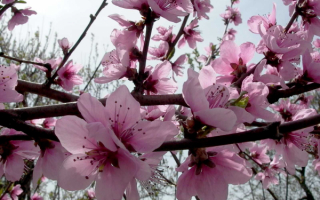 Цветы персика