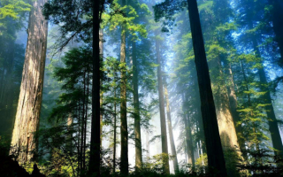 Сосны великаны