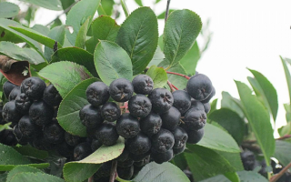 Черноплодная рябина