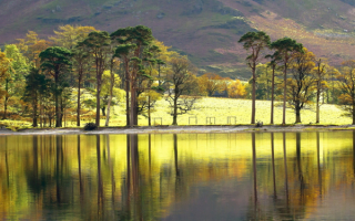 Сосны на берегу озера