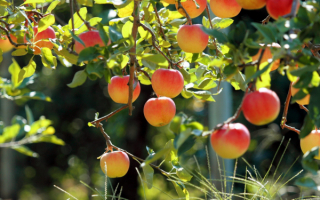 Яблоня с яблоками