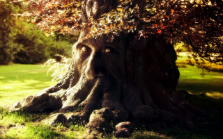 Сказочный дуб