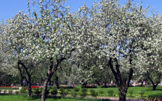 Яблони в цвету