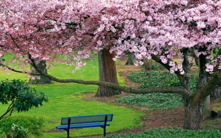 Цветение сакуры