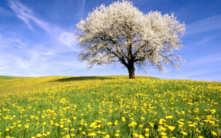 Цветущая яблоня